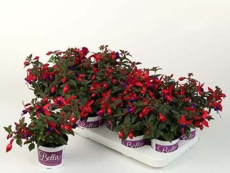 Fuchsia hang P10.5 - afbeelding 1