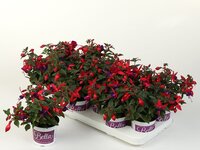 Fuchsia hang P10.5