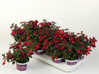 Fuchsia hang P10.5 - afbeelding 2