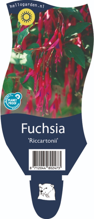 Fuchsia Riccartonii P11