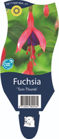 Fuchsia Tom Thumb P11