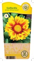 Gaillardia ari. 'African Sunset