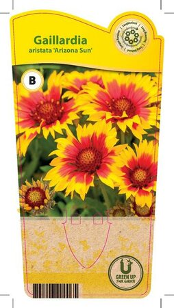 Gaillardia 'Arizona Sun'