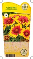 Gaillardia 'Arizona Sun'