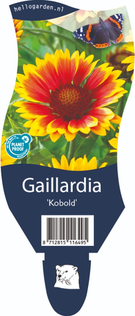 Gaillardia 'Kobold'