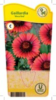 Gaillardia 'Mesa Red'