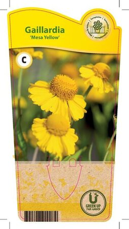 Gaillardia 'Mesa Yellow'