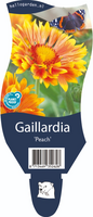 Gaillardia 'Peach'