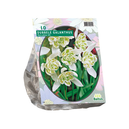 Galanthus nivalis flore pleno 10st