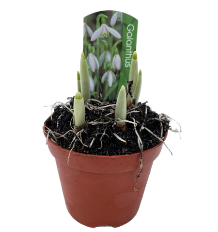 Galanthus nivalis in pot 9cm.