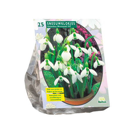 Galanthus woronowii 25st