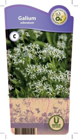 Galium odoratum