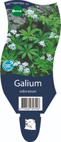 Galium odoratum P11