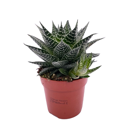 Gasteraloe  'Aurora' pot 10 cm