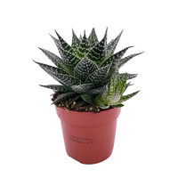 Gasteraloe  'Aurora' pot 10 cm