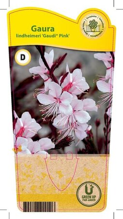 Gaura lin. 'Gaudi® Pink'