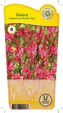 Gaura lin. 'Gaudi® Red'