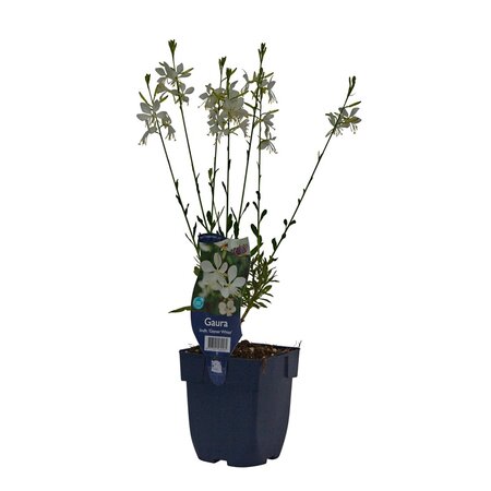 Gaura lin. 'Geyser White' - afbeelding 1