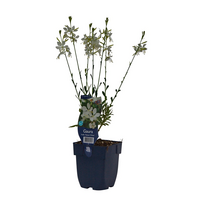 Gaura lin. 'Geyser White' - afbeelding 2