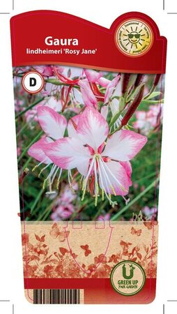 Gaura lin. 'Rosy Jane'®