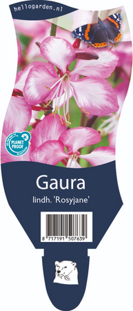 Gaura lin. 'Rosy Jane'