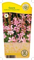 Gaura lin. 'Siskyou Pink'