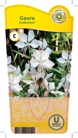 Gaura lindheimeri