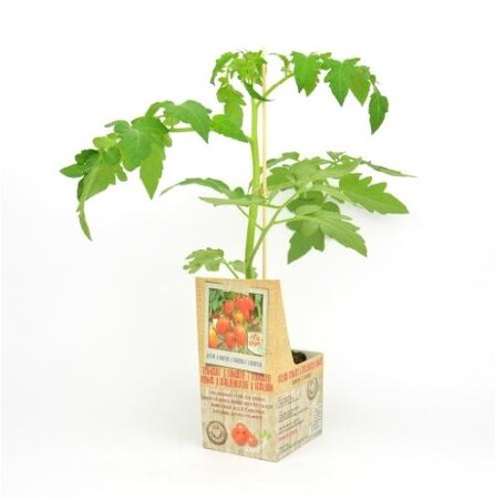Geënte Italiaanse Tomaat - afbeelding 1