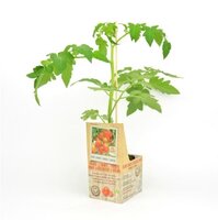 Geënte Italiaanse Tomaat