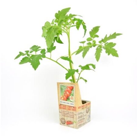 Geënte Snacktomaat - afbeelding 1