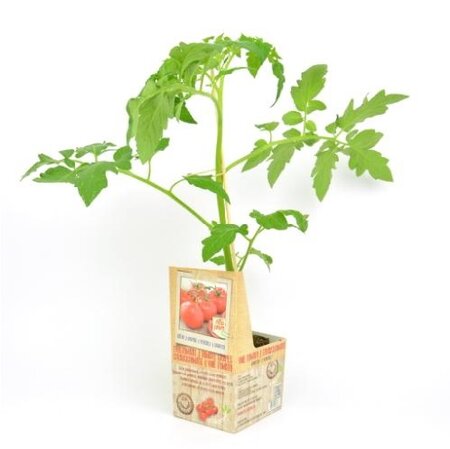 Geënte Trostomaat - afbeelding 1