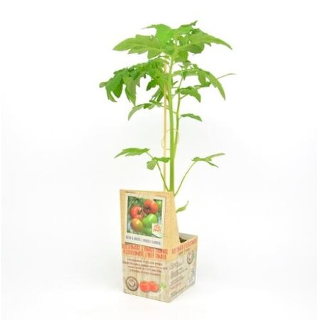 Geënte Vleestomaat - afbeelding 1