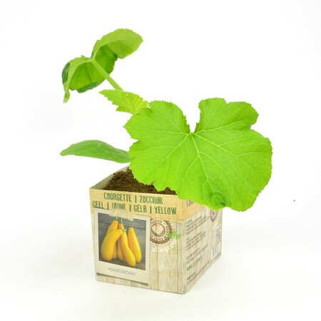 Gele Courgette - afbeelding 1