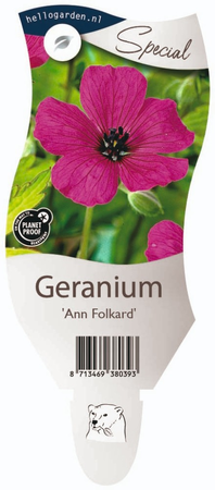 Geranium 'Ann Folkard'