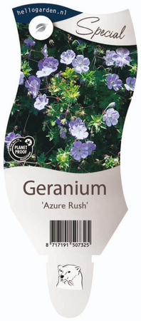 Geranium 'Azure Rush'®