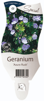 Geranium 'Azure Rush'®