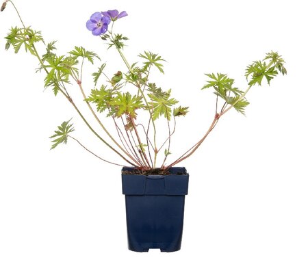 Geranium 'Brookside'
