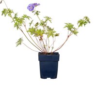 Geranium 'Brookside'