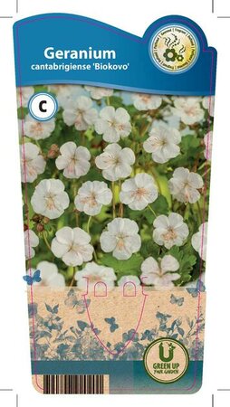 Geranium can. 'Biokovo'