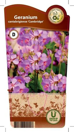 Geranium can. 'Cambridge'