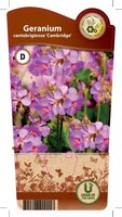 Geranium can. 'Cambridge'