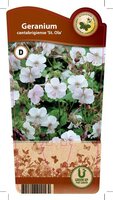 Geranium can. 'St. Ola'