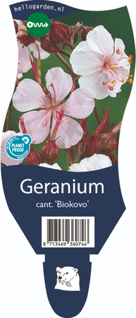 Geranium cantabrigiense 'Biokovo'