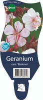 Geranium cantabrigiense 'Biokovo'