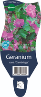 Geranium cantabrigiense 'Cambridge'