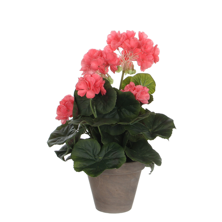 Geranium groot d20h34cm zalm (Zijde-plant)