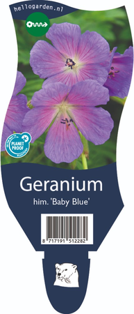 Geranium him. 'Baby Blue'