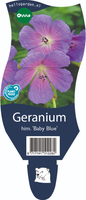 Geranium him. 'Baby Blue'