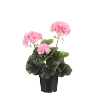 Geranium in pot d20cm roze (Zijde-plant)