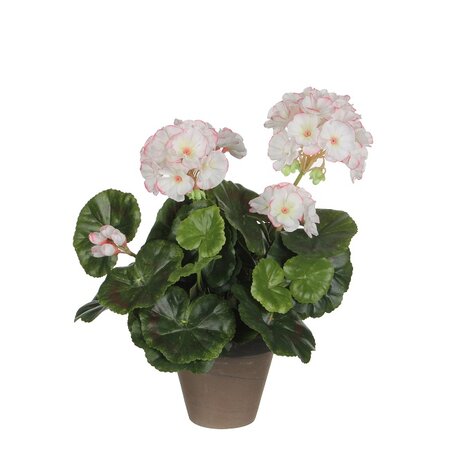 Geranium in pot h33cm wit roze (Zijde-plant)